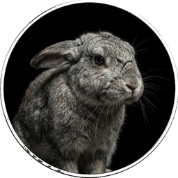 Elderly Rabbit